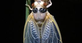 Close up of a teneral-stage adult cicada