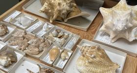 Collection of shell specimens 