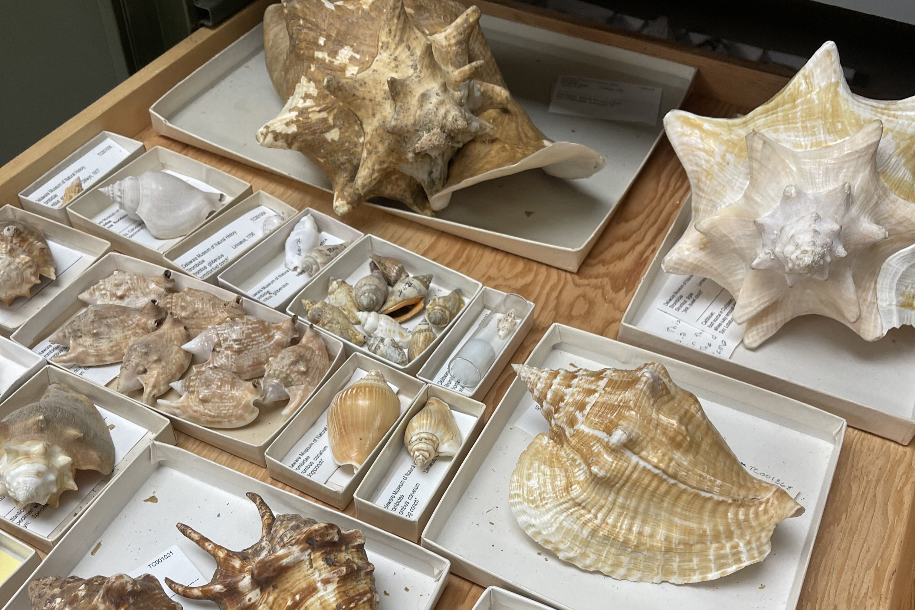 Collection of shell specimens 