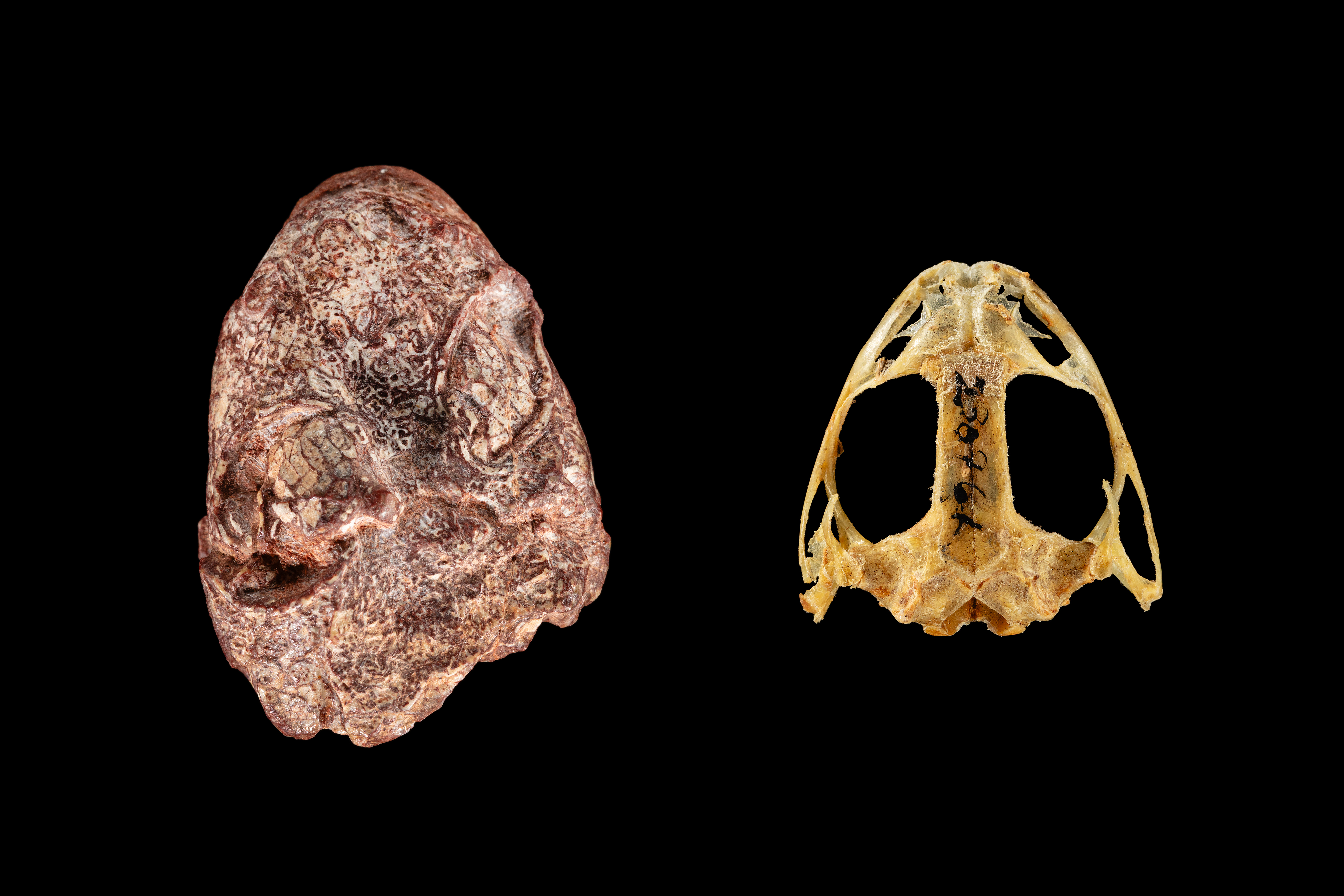 fossil_skull_of_kermitops