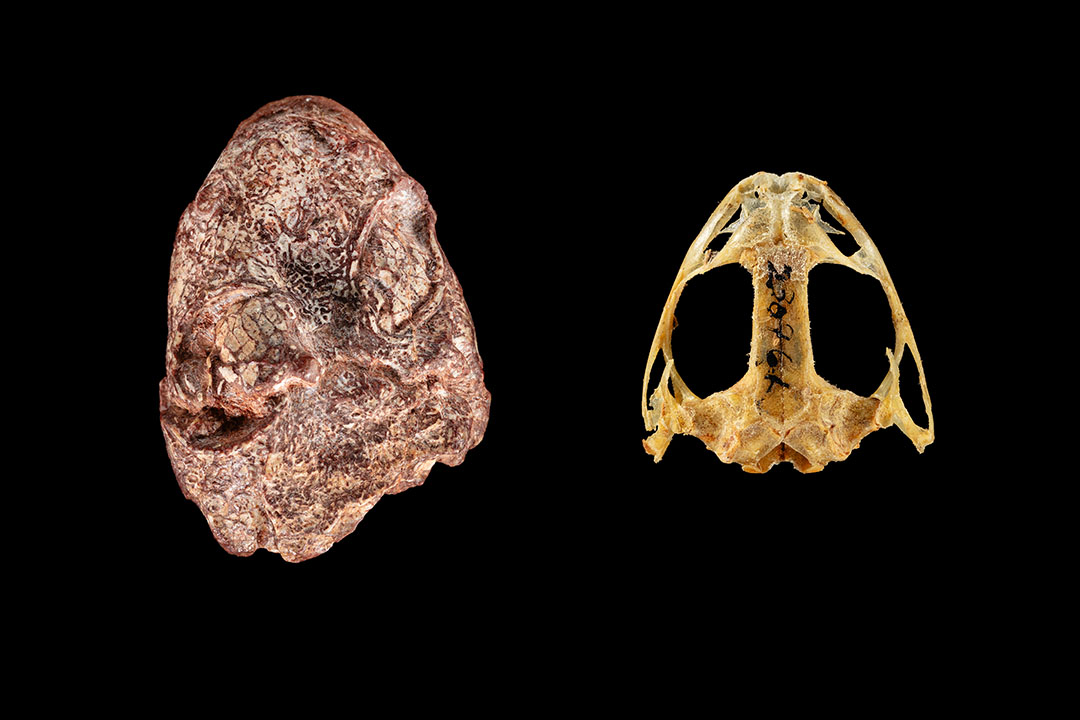 The fossil skull of Kermitops alongside a modern frog skull, Lithobates palustris.