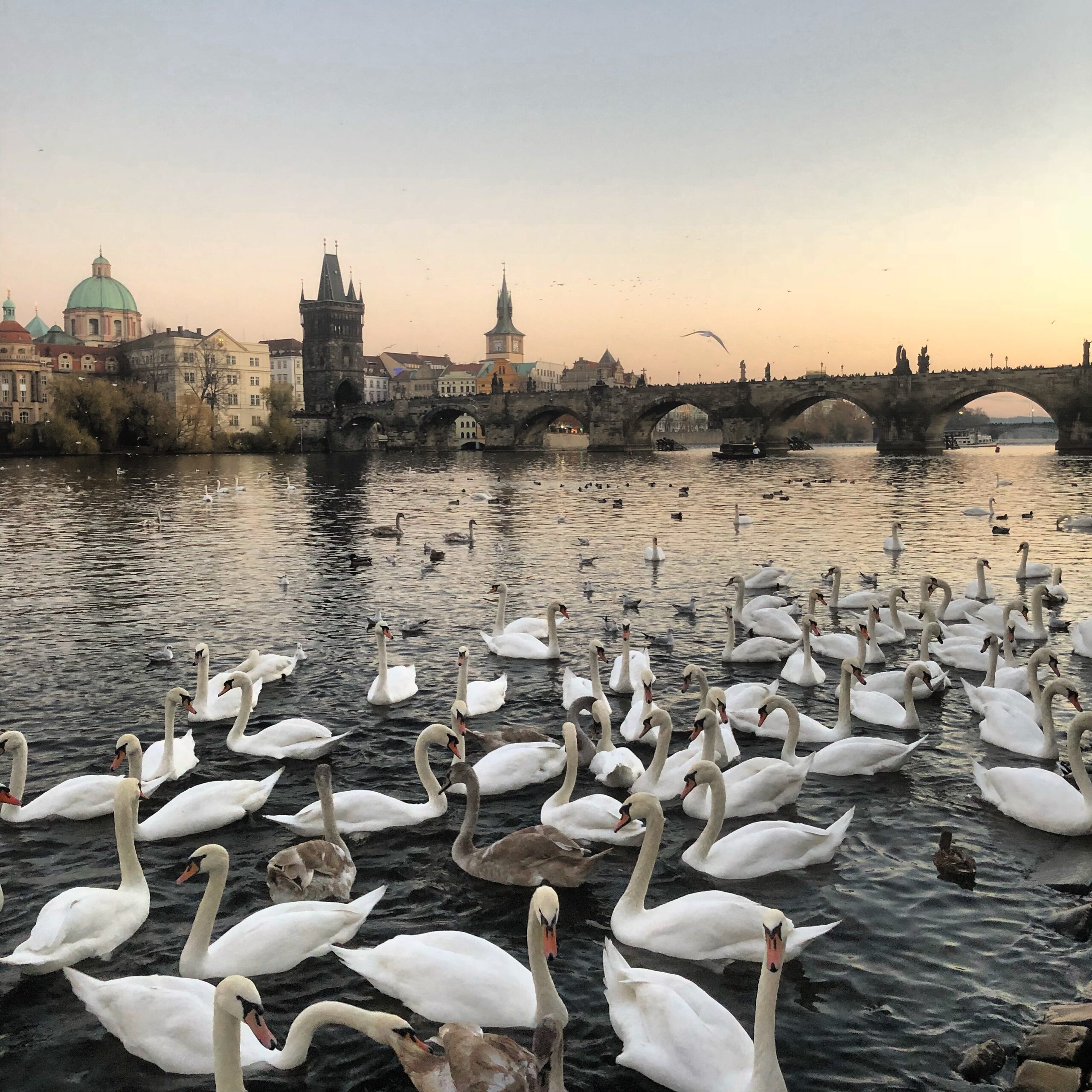 swans on water near a bridge in Prague