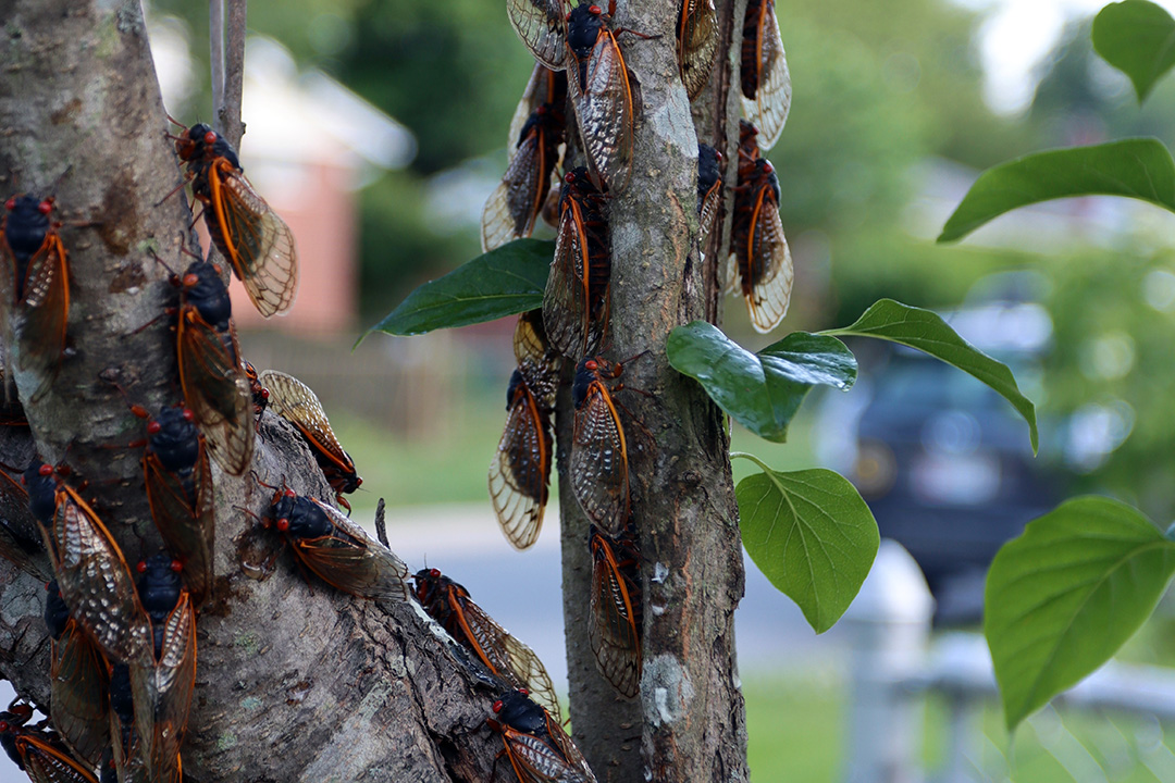 Many cicadas on the branches of a tree