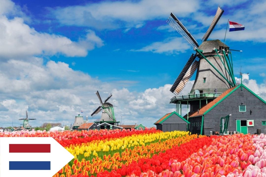 Dutch windmills on the horizon with colorful fields of tulips in the foreground