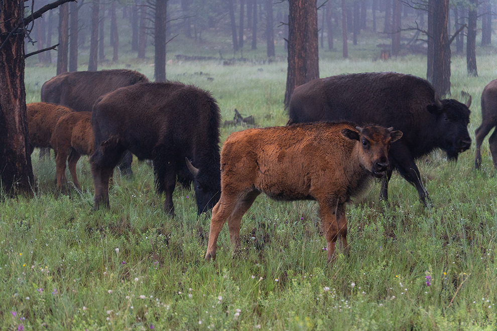 Bison in a Vermejo Ranch meadow.