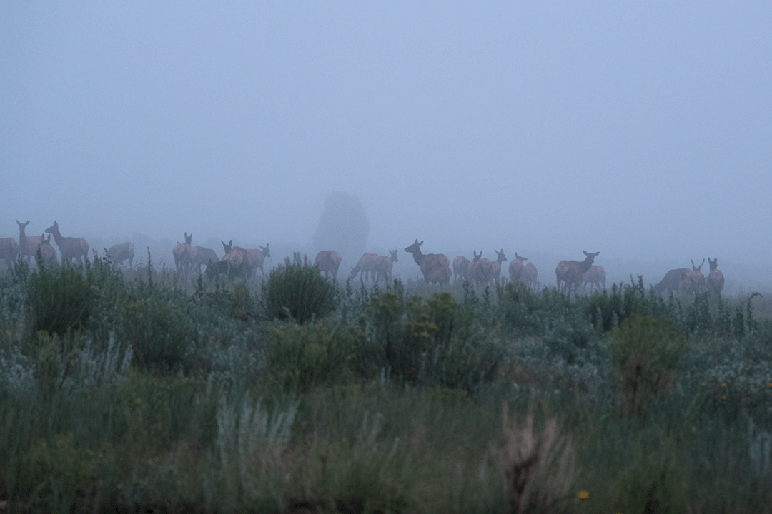 Misty landscape showing a herd of elk across a field