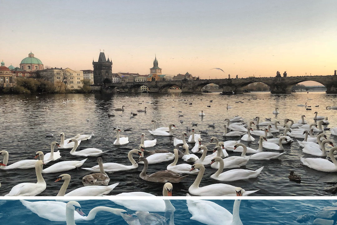 Swans Swimming in River in Prague