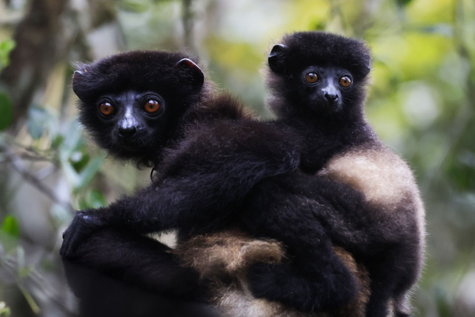 two lemurs sitting in a tree