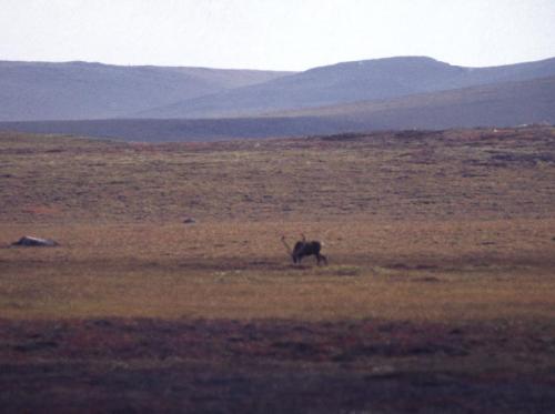 A caribou at the Toolik Lake region