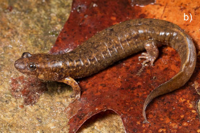 D. mavrokoilius from Hickory Creek on Bearwallow Mountain, North Carolina (Photo: Max Seldes)