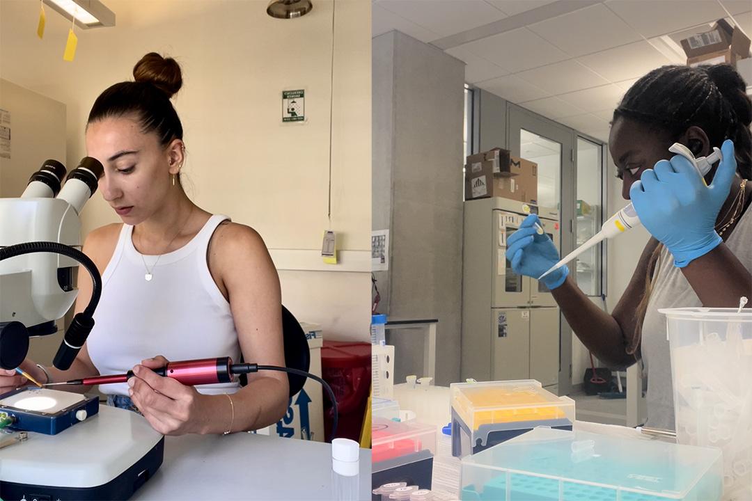 Margarita Kyza-Karavioti working with millimeter-size fruit flies (left) and Martina Tsimba manipulates butterfly eggs whole (right)