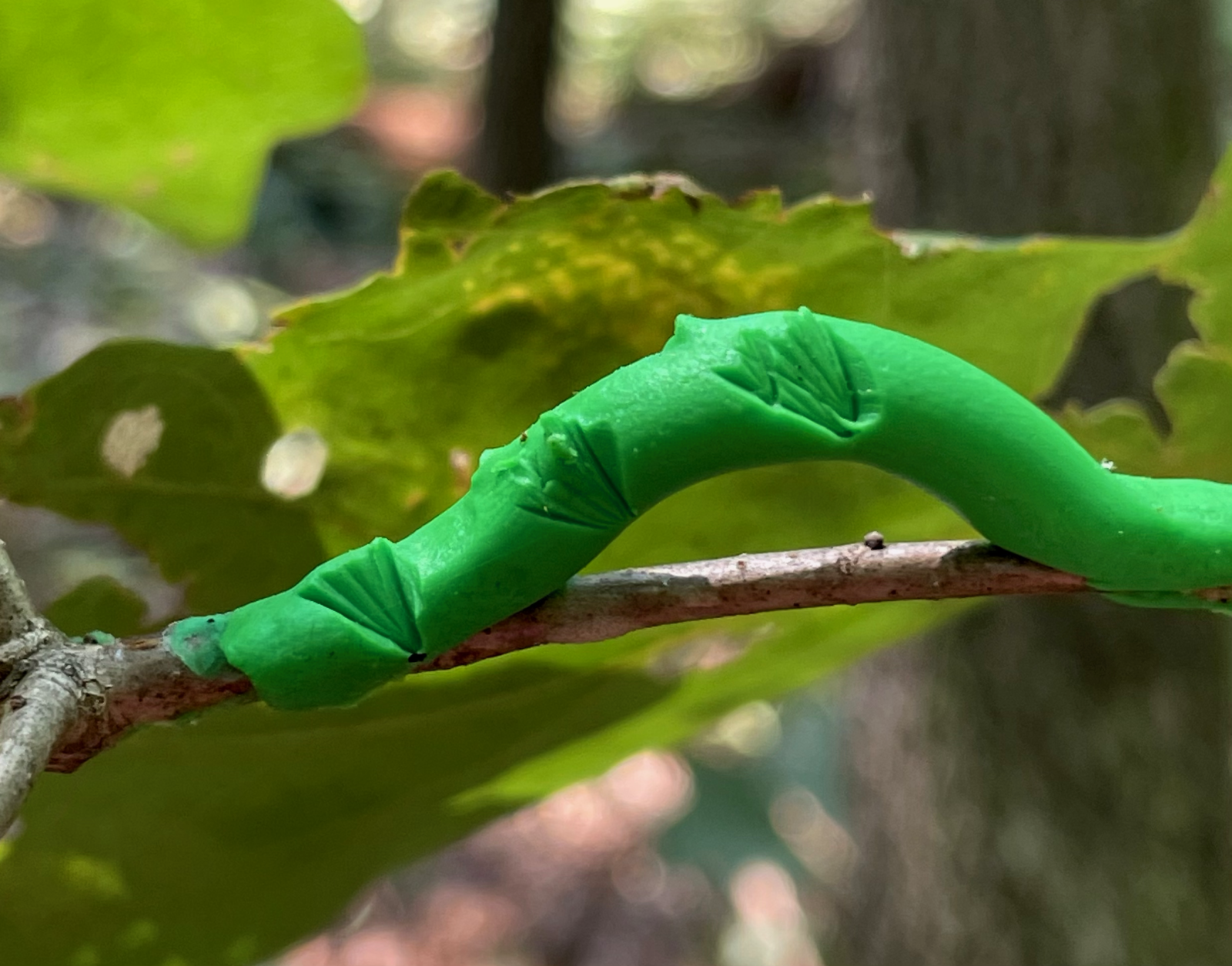 clay_caterpillar_with_bird_beak_marks
