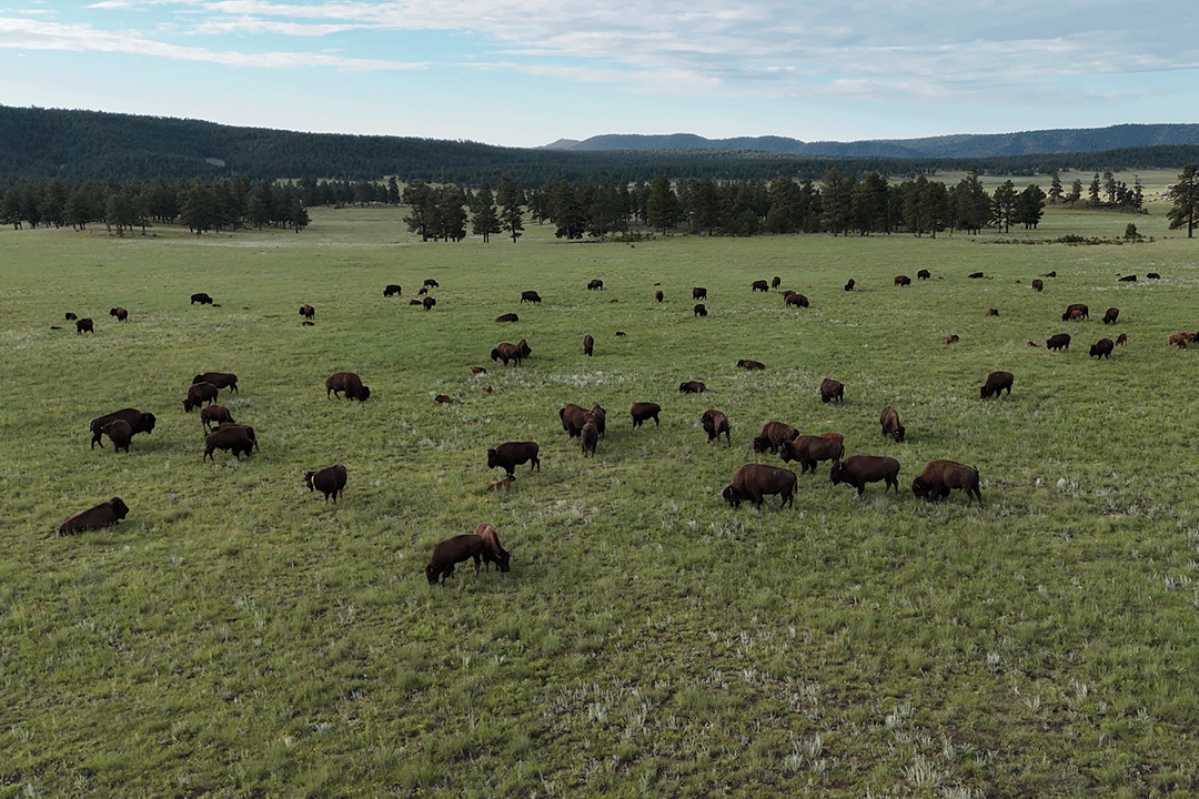 A herd of grazing bison captured by drone photography.