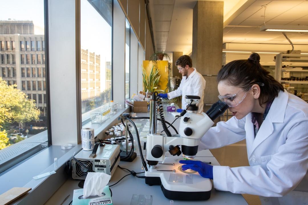 A graduate student in a white coat and goggles leaning over a microscope at a window